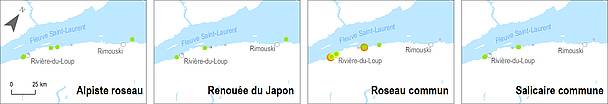 Recouvrement des espèces végétales exotiques envahissantes aux stations du réseau de suivi des milieux humides du Saint-Laurent pour le secteur du sud de l’estuaire moyen et maritime en 2014