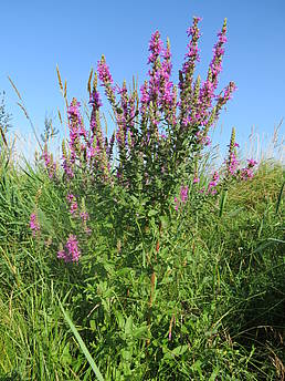 Photo: Purple loosestrife