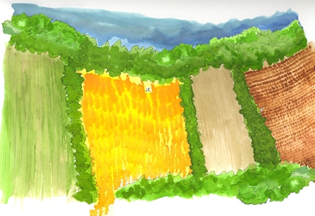 Illustration of sustainable farming practices