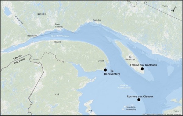 Carte du golfe du Saint-Laurent présentant des points localisant 3 colonies de fou de Bassan soit;  à l'Île Bonaventure, à la Falaise aux Goélands, et aux Rochers aux Oiseaux.