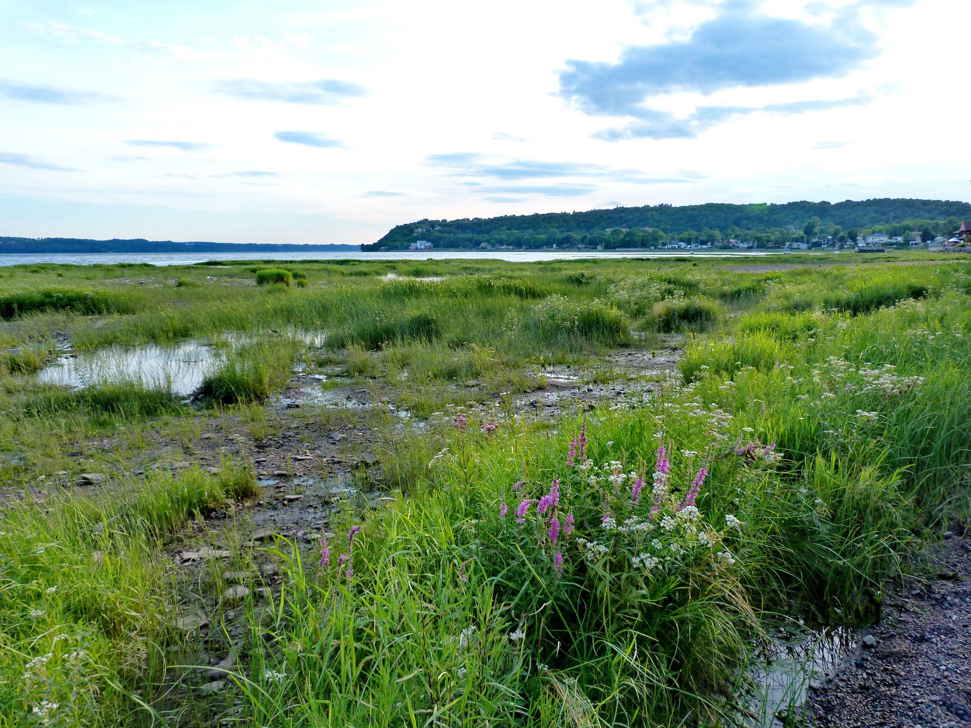 Rives du Saint-Laurent en milieu fluvial