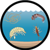 What is the status of benthic communities in the St. Lawrence River?