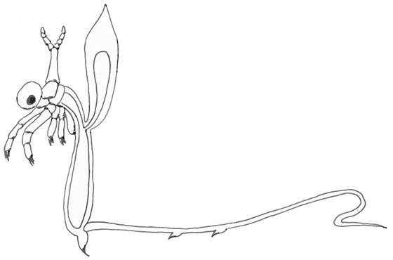 An illustration of the Spiny Water Flea, identifiable by its large bulbous egg brood pouch and the spines on its tail.