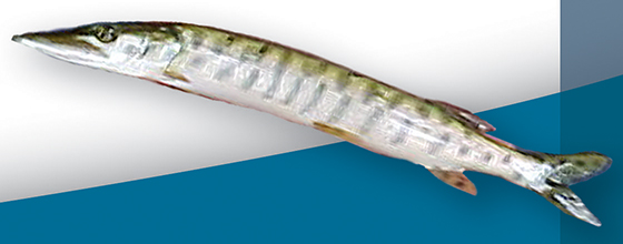 Photo présentant la vue latérale d’un poisson élancé, de coloration verdâtre sur le dos et aux flancs et ventre blanc argenté.   Sur sa peau se succèdent une vingtaine de bandes verticales grises.  Sa tête est longue et aplatie, sa mâchoire inférieure dépasse légèrement le bout de son museau. Sa queue se termine par des pointes bien définies.
