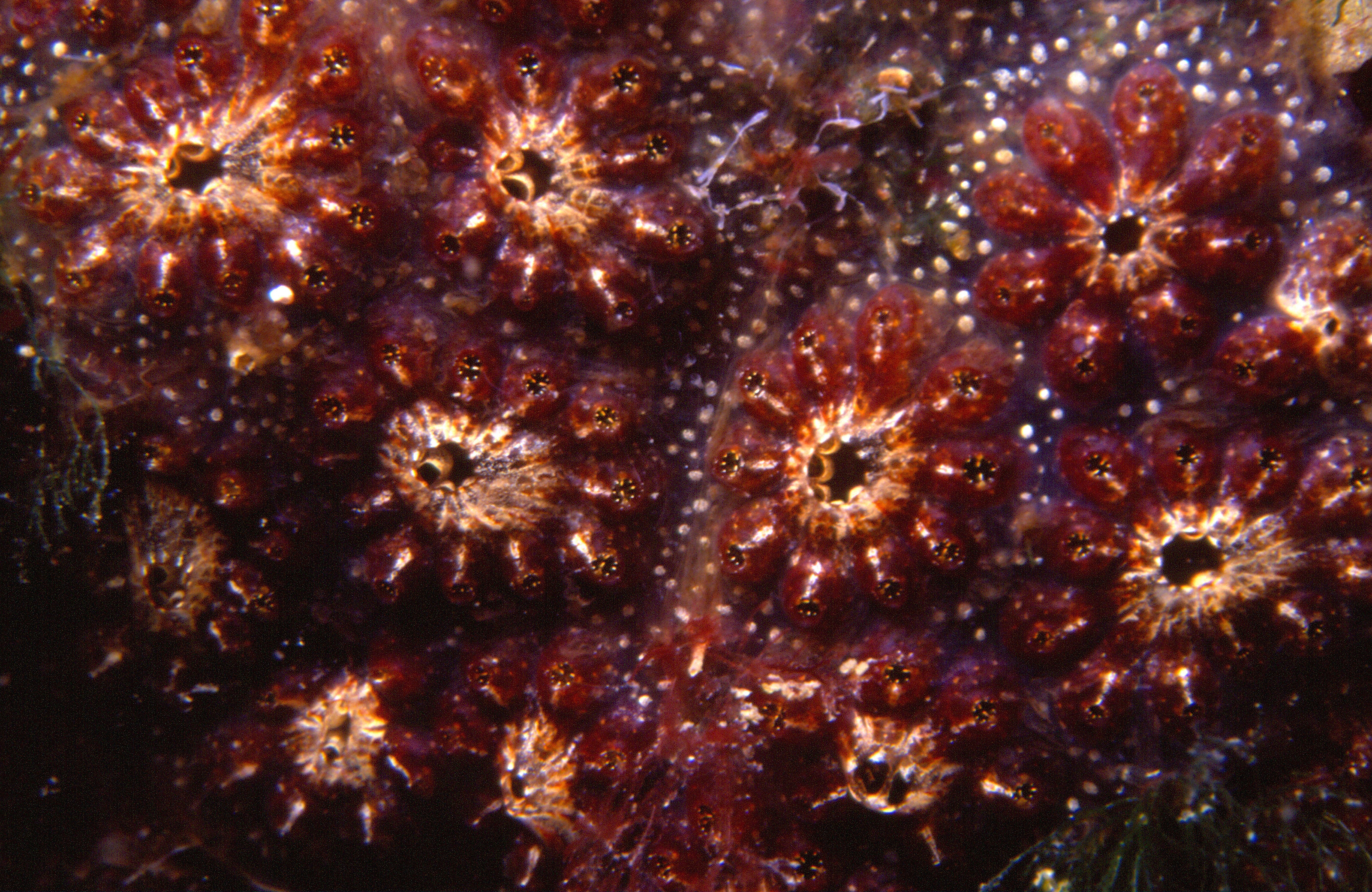 A photo of a Golden Star Tunicate. This colony is red in colour with yellow stars. This close-up shows several round clusters of zooids (asexually produced individuals of a compound organism) that each have a tiny individual incurrent siphon and one shared central excurrent siphon that forms the star shape. 