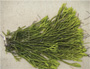 Algue Codium